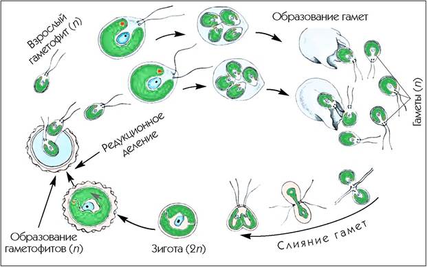 Гаметофит и спорофит хламидомонады. Цикл размножения вольвокса. Жизненный цикл Вольвакс. Жизненный цикл вольвокса. Жизненный цикл вольвокса схема.