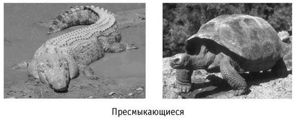 В мире известно более 8 500 видов пресмыкающихся. На территории России ...